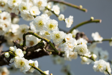 美丽的梅花盆景