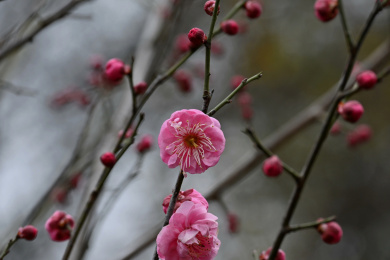 雨中粉色梅花特写