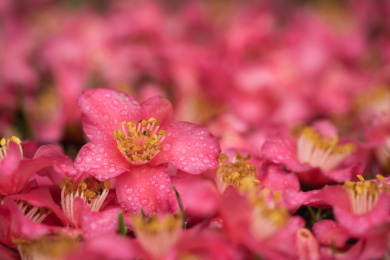 满地落花中一朵特写背景虚化