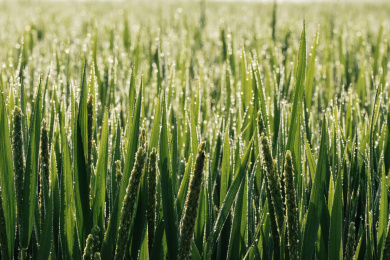 清晨稻穗上挂着露水