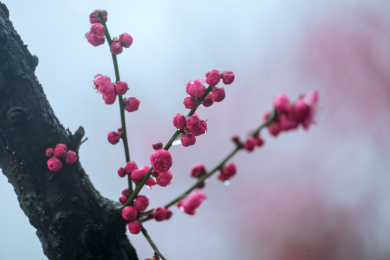 立春雨水梅花