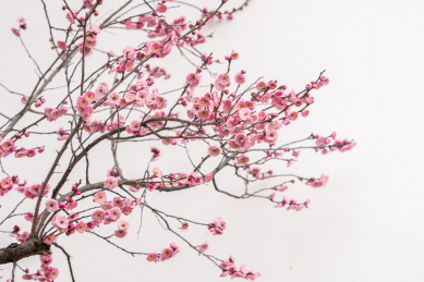 武汉东湖梅园梅花