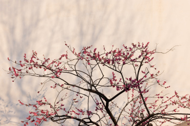 上海广富林一尺花园的白墙红梅
