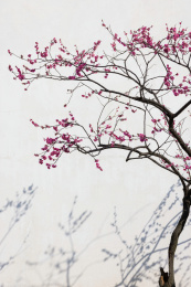 上海广富林一尺花园的白墙红梅