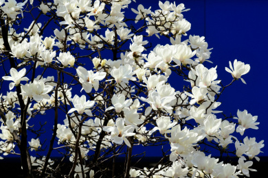 白如雪粉如霞 浙江金华街头玉兰花开满枝头