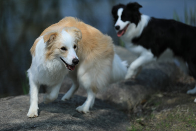 公园里玩耍的两只边境牧羊犬