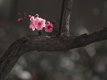 春天里盛开美人梅花色艳丽造型独特