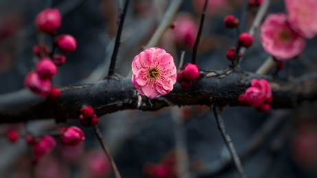 春季梅花开