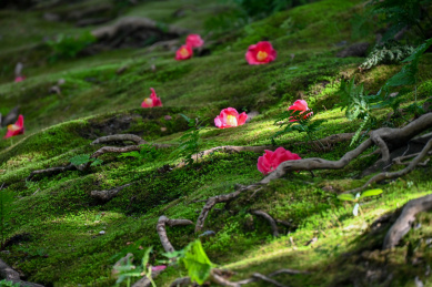 茶花掉在青苔上