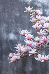 园林里斑驳的墙面前盛开的玉兰花