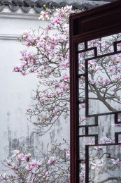 古典园林窗外盛开的玉兰花