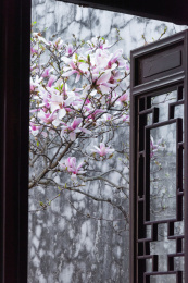 古典园林窗外盛开的玉兰花