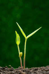 春季植物发芽 