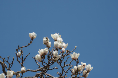 蓝天背景下盛开的白色玉兰花
