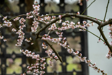 武汉东湖梅园梅花特写