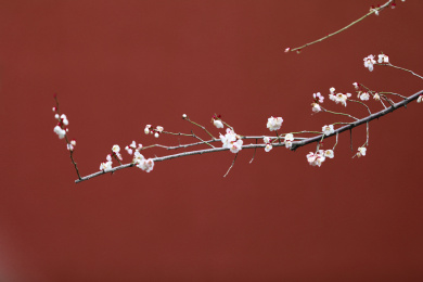 杭州钱王祠梅花盛开