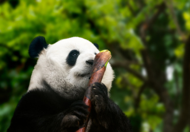 北京动物园大熊猫特写