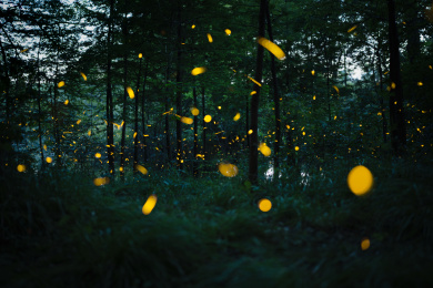 南京紫金山夏天萤火虫夜晚