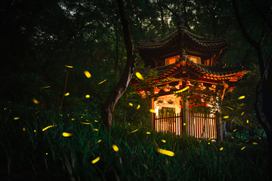 南京栖霞山夏日萤火虫之夜