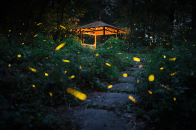 南京老山森林公园萤火虫夜晚