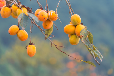 杭州萧山横一村梅里探柿景区秋天柿子