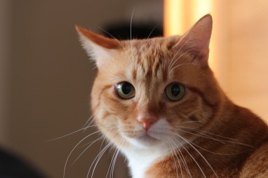 阳光下的大橘猫特写