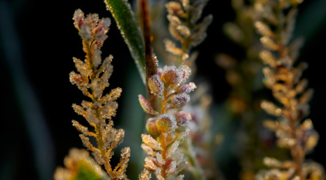 秋天野外的霜冻