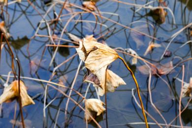 秋天枯死的荷花