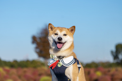 阳光明媚下的户外柴犬