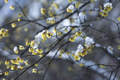 雪中的蜡梅花腊梅雪景杭州西湖