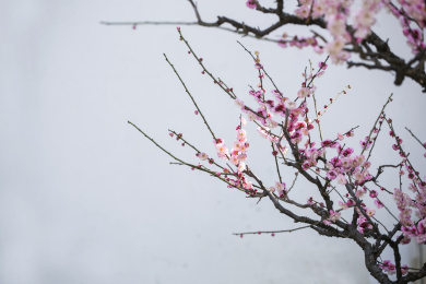 白墙梅花中式红梅白梅