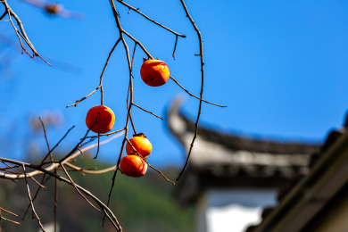 安徽省黄山市黟县塔川乡村柿子树风光