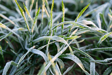 霜降节气下霜的小麦