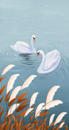 两只白天鹅在湖中