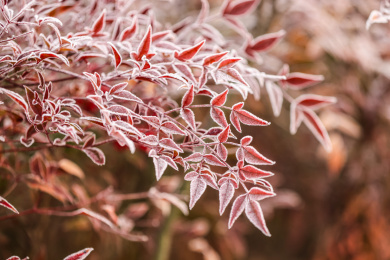 中国江苏淮安古淮河畔冰霜下的南天竹