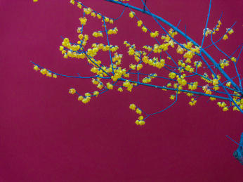 中国江苏苏州黎里古镇昭灵观冬天腊梅开