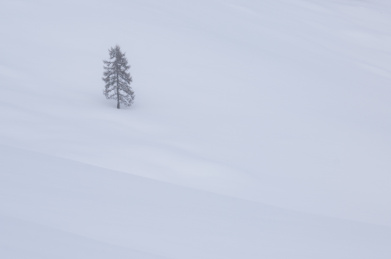 雪地里孤单的一棵松树