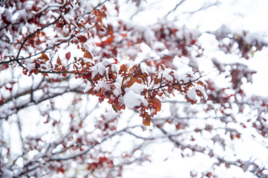 冬天树叶上的落雪 