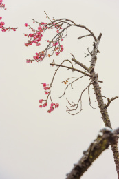 中国湖北武汉东湖风景区梅园梅花