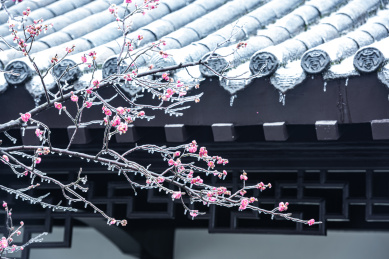 中国湖北武汉东湖梅园风景区梅花