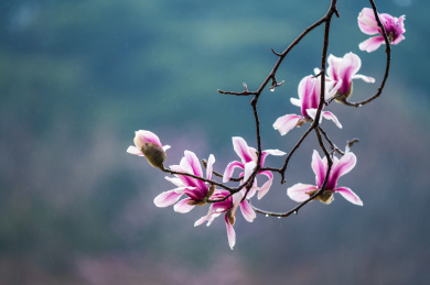 南京雨花台风景区盛开的宝华玉兰花