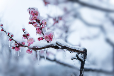 中国湖北武汉东湖梅园风景区梅花雪景