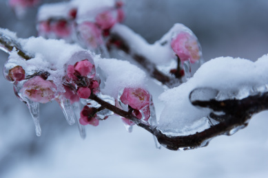 中国湖北武汉东湖梅园风景区梅花雪景