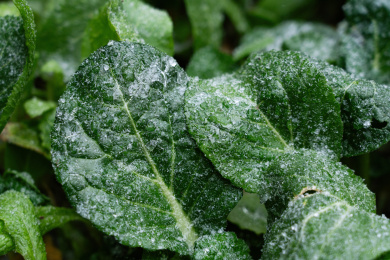 霜降冰冻的叶子