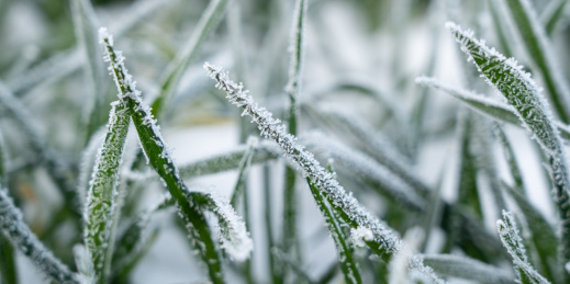 严寒冬季下霜霜降的小麦