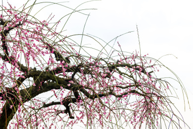 冬季湖北东湖公园梅园里盛开的梅花