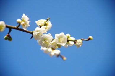 春天里盛开的腊梅花