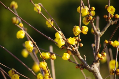 春天树枝上盛开的黄色梅花