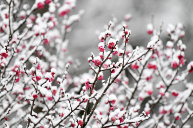 贵州仁怀：雪压梅枝