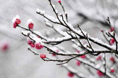 贵州仁怀：雪压梅枝